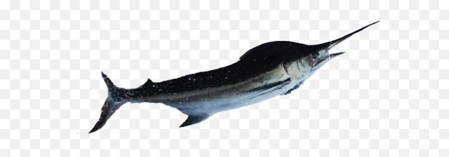 Promaoro Usa - Quality Seafood Importers Atlantic Blue Marlin Png,Swordfish Png