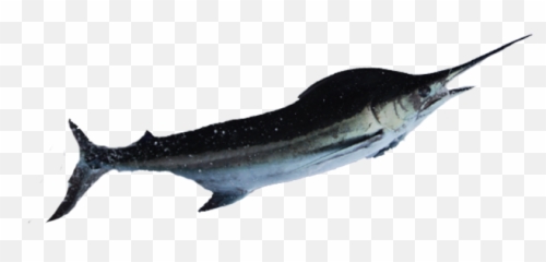 Promaoro Usa - Quality Seafood Importers Atlantic Blue Marlin Png,Swordfish Png