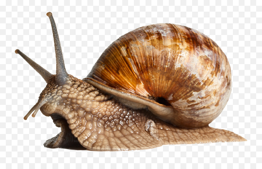 Snail Png Transparent - Snail Shell Png,Snail Png
