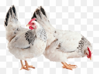 Hen Png Photo - Hen Form Png,Hen Png