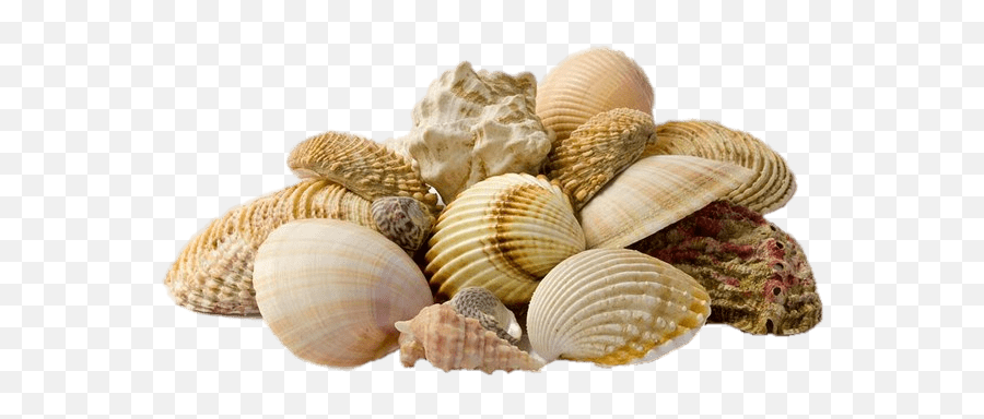 Collection Of Seashells Transparent Png - Seashells Png,Seashell Transparent