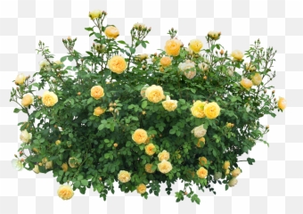 Small Hanging Plants Png 2 Image - Transparent Png Flower Bush,Hanging Plants Png