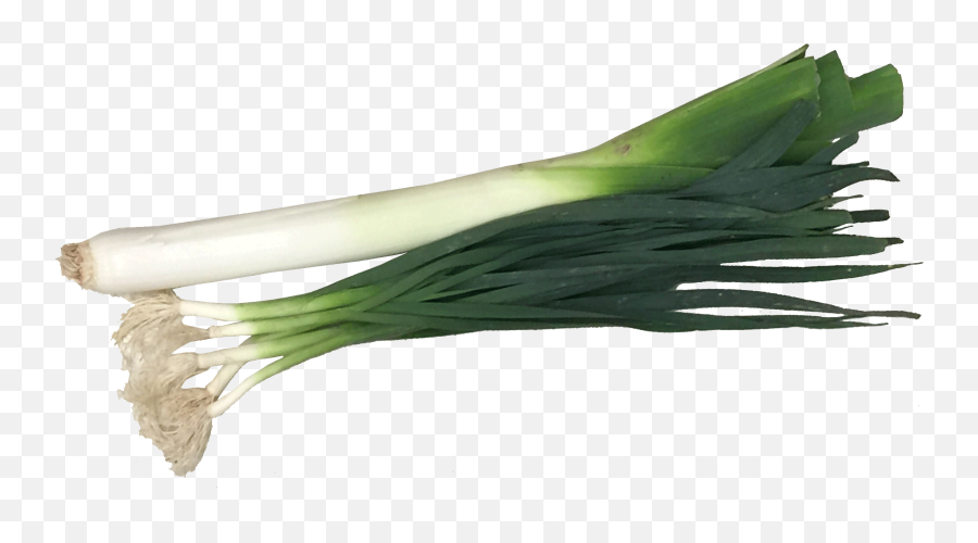 Download Green Garlic Png - Leek Plant Png,Garlic Transparent Background