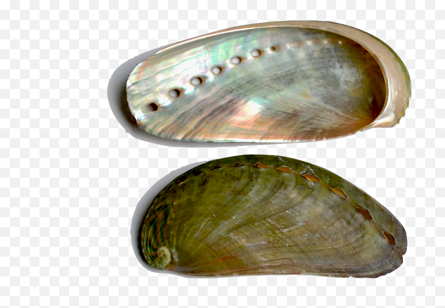 Download Abalone The Shell Is Characterized By An - Oyster Bivalvia Png,Seashells Png