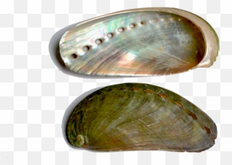 Download Abalone The Shell Is Characterized By An - Oyster Bivalvia Png,Seashells Png