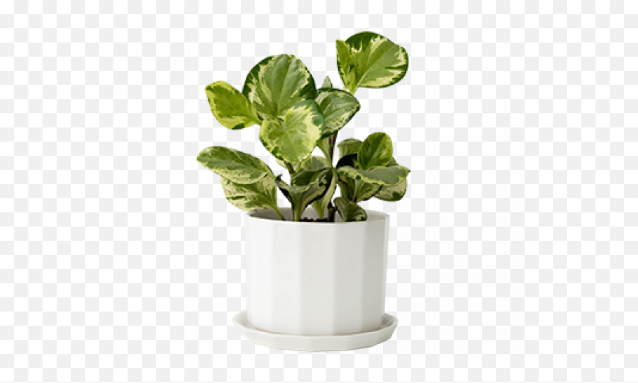 Riveted Planter - Jenn Ou0027brien Interiors Rivet Png,Planter Png