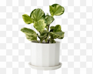 Riveted Planter - Jenn Ou0027brien Interiors Rivet Png,Planter Png