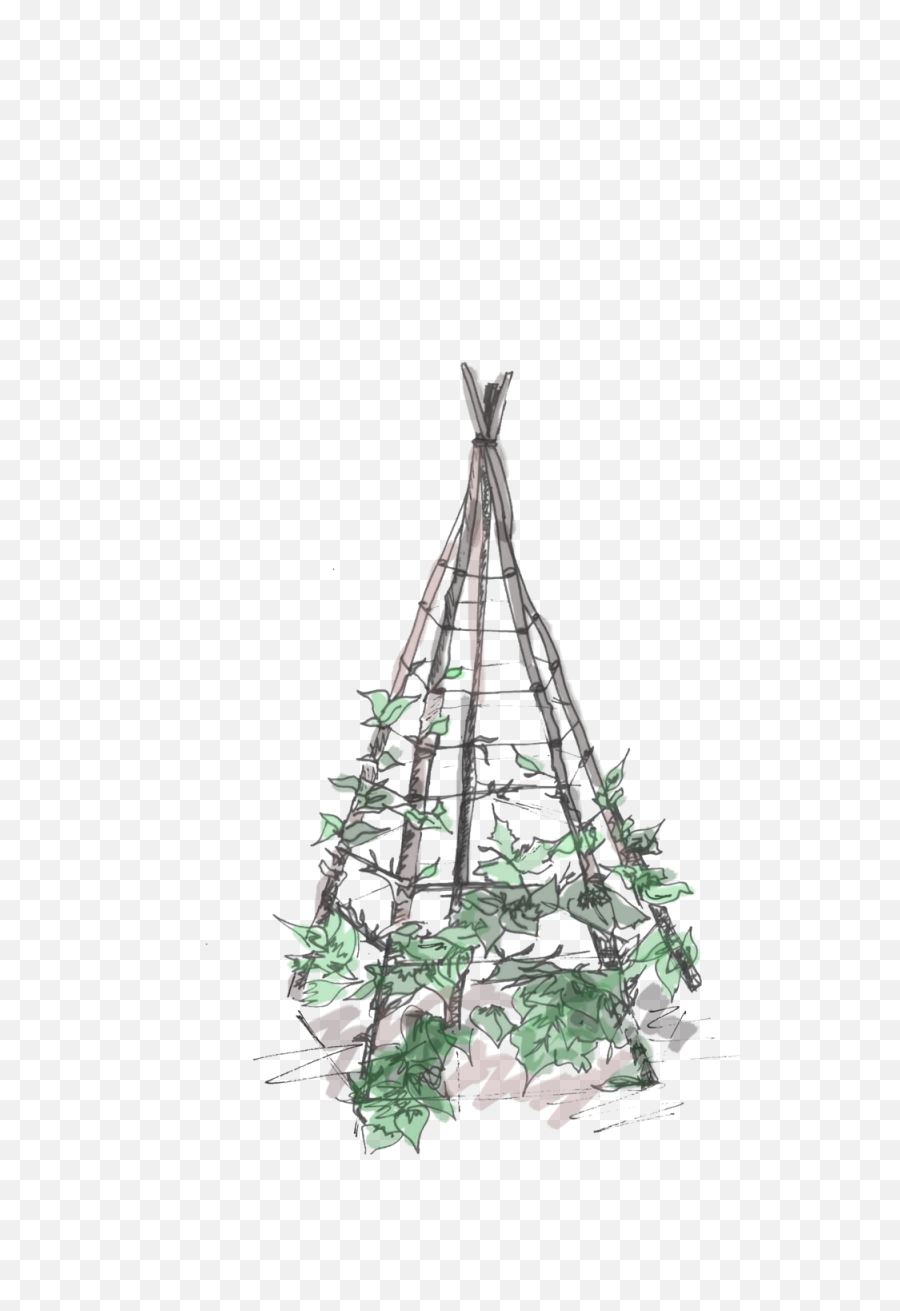 Download Hd Plant Teepee Transparent Png Image - Nicepngcom Christmas Tree,Teepee Png