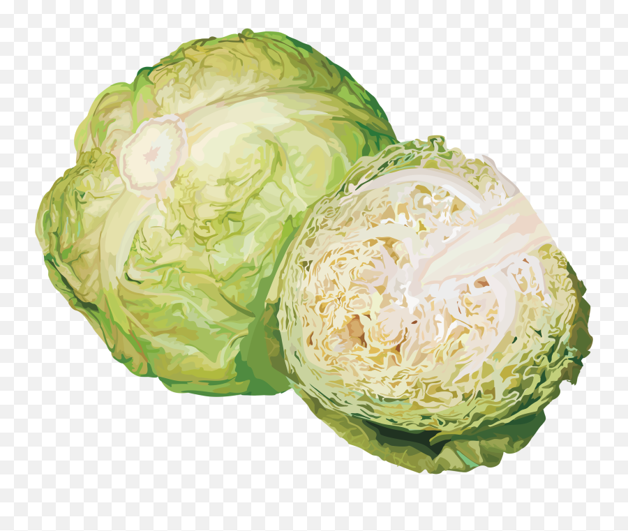 Download Hd - Flower Vegetable Hd Png,Cabbage Transparent Background