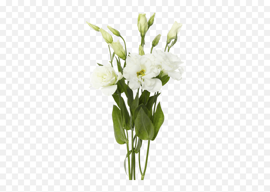 Lisianthus U2013 Rio Roses - White Lisianthus Flower Png,Bunch Of Flowers Png