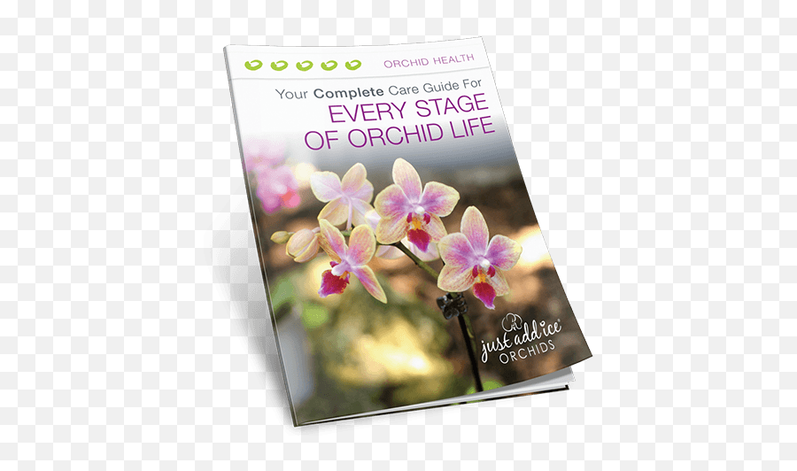 Orchid Care Guide - A Free Guide From Just Add Ice Orchids Orchids Of The Philippines Png,Orchid Png