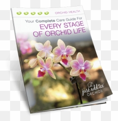 Orchid Care Guide - A Free Guide From Just Add Ice Orchids Orchids Of The Philippines Png,Orchid Png