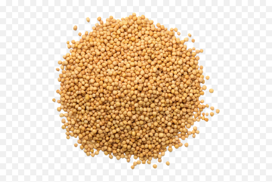 Yellow Mustard Seeds Pounds - Difference Between Sorghum And Maize Png,Mustard Png