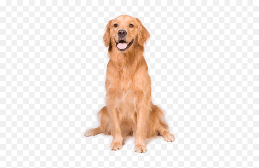 Sitting Dog Png 5 Image - Golden Retriever Dog Transparent Background,Dog Sitting Png