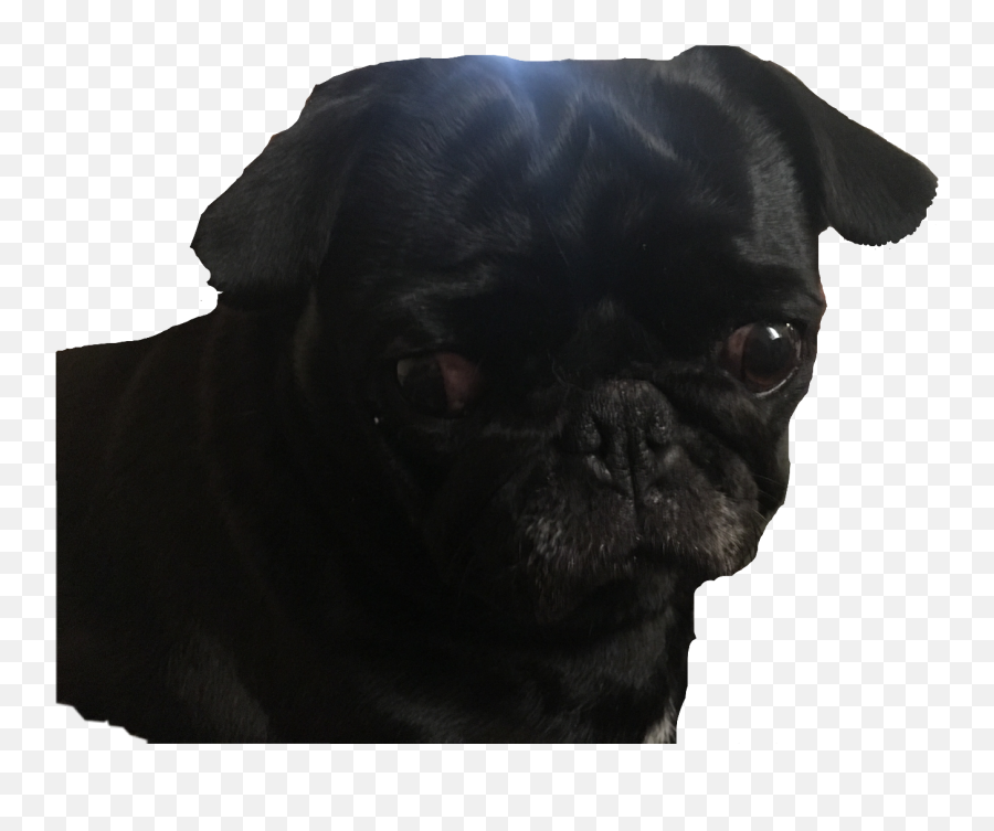 Download Pug Blackpug Dog Cute Puppy - Black Pug Png Transparent,Pug Transparent Background