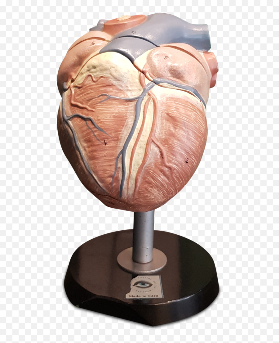 Anatomical Heart Png - Vintage East German Anatomical Heart Carving,Anatomical Heart Png