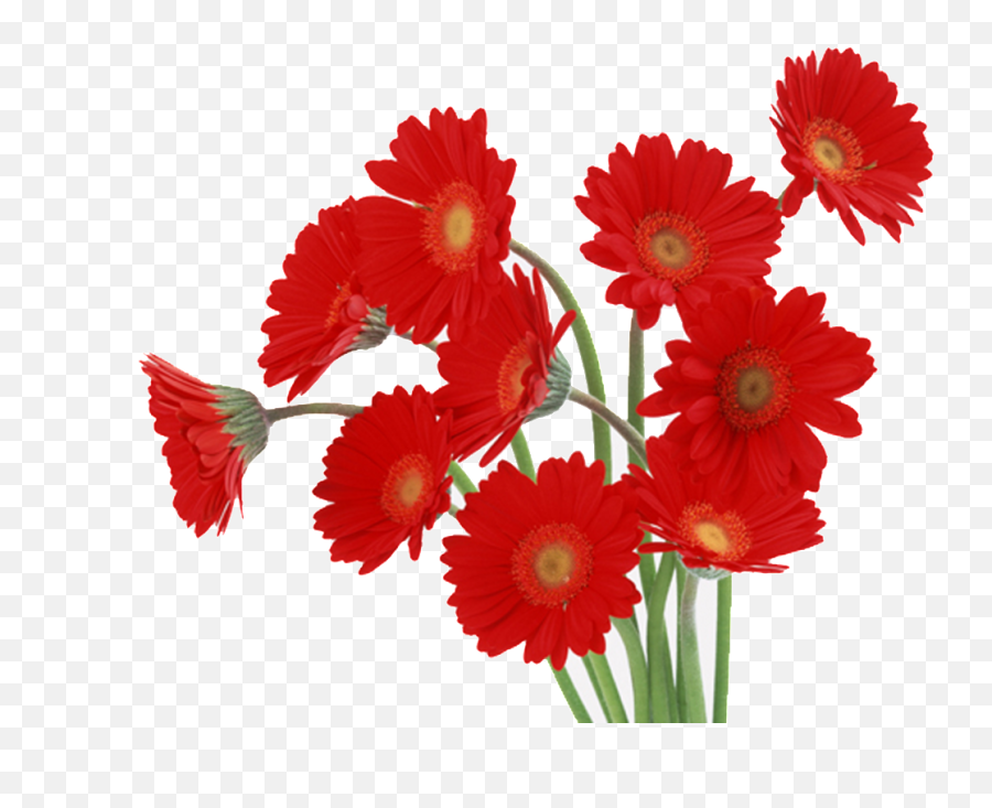 Download Red Daisy Png - Gerbera Flowers Red Png Image With Nice Flowers,Daisy Png