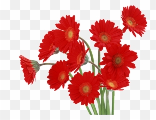 Download Red Daisy Png - Gerbera Flowers Red Png Image With Nice Flowers,Daisy Png