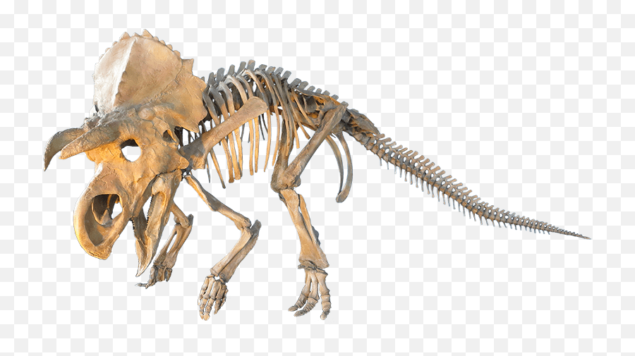 Judithian Aged Ceratopsian Transparent - Dinosaur Fossils Transparent Background Png,Dinosaur Skull Png