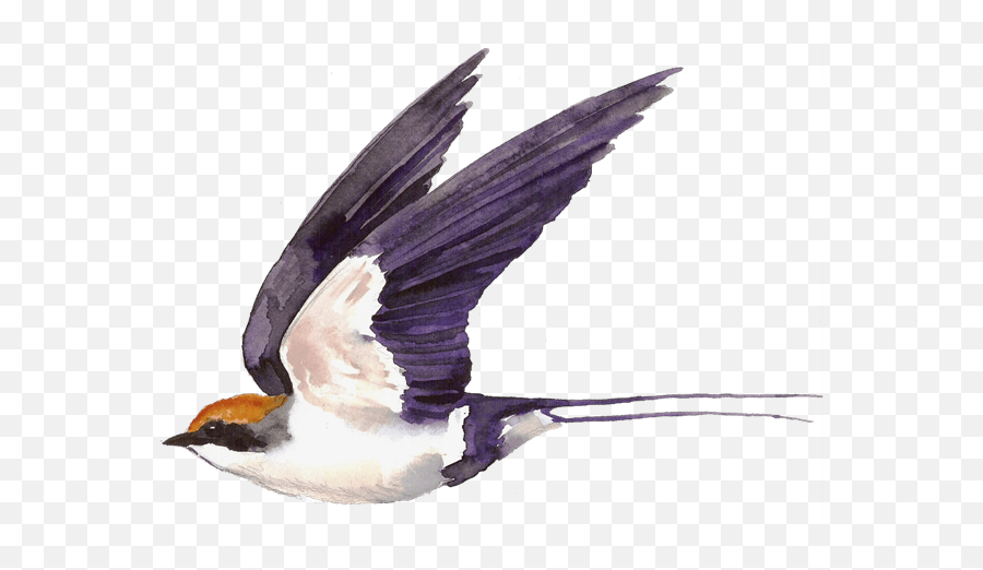Swallow Png Transparent Images All - Ababeel Bird,Swallow Icon