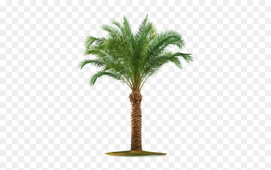 Date Palm Best Png - 23108 Transparentpng Palm Tree Png,Palm Tree Clipart Transparent Background