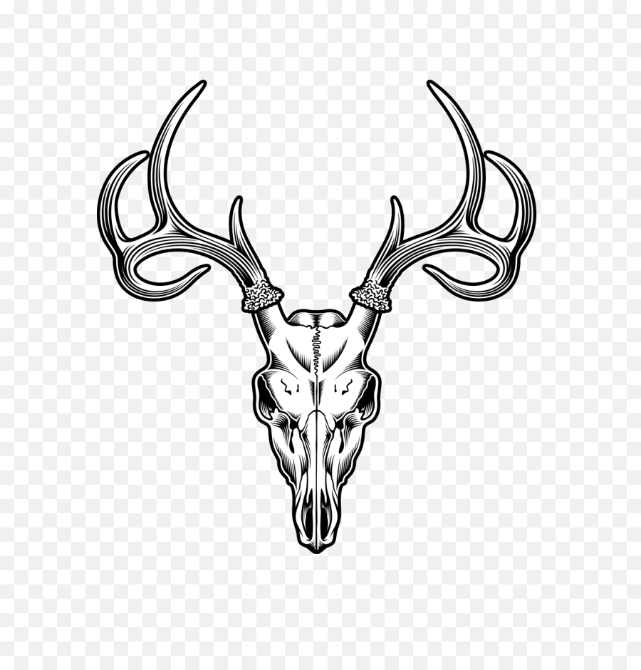 Deer Skull Vector Png - Drawing Of A Deer Skull,Skull Drawing Png