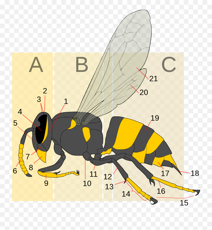 Wasp Morphology Generic Text - Difference Between Wasp And Bee Png,Wasp Png