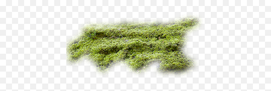 Moss Texture Transparent Png Clipart - Moss Png Texture,Moss Png