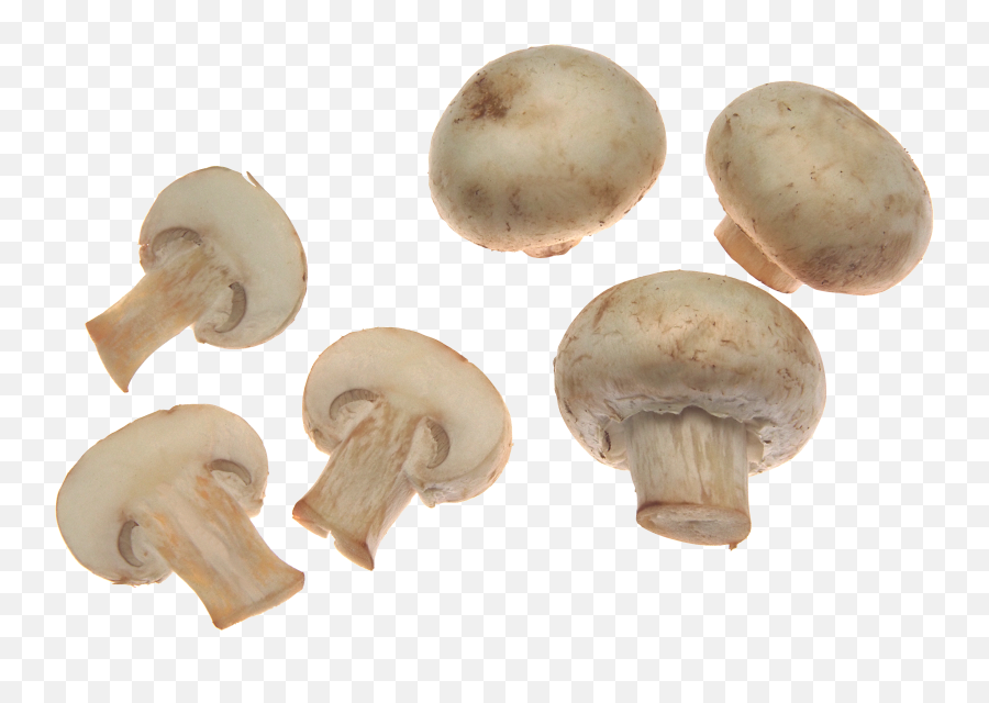 Mushroom Png Image For Free Download - Mushrooms Png,Mushroom Png