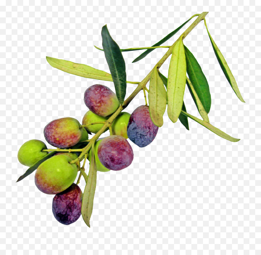 Olive Png Pic For Designing Projects - Plum Leaves Png,Olive Png