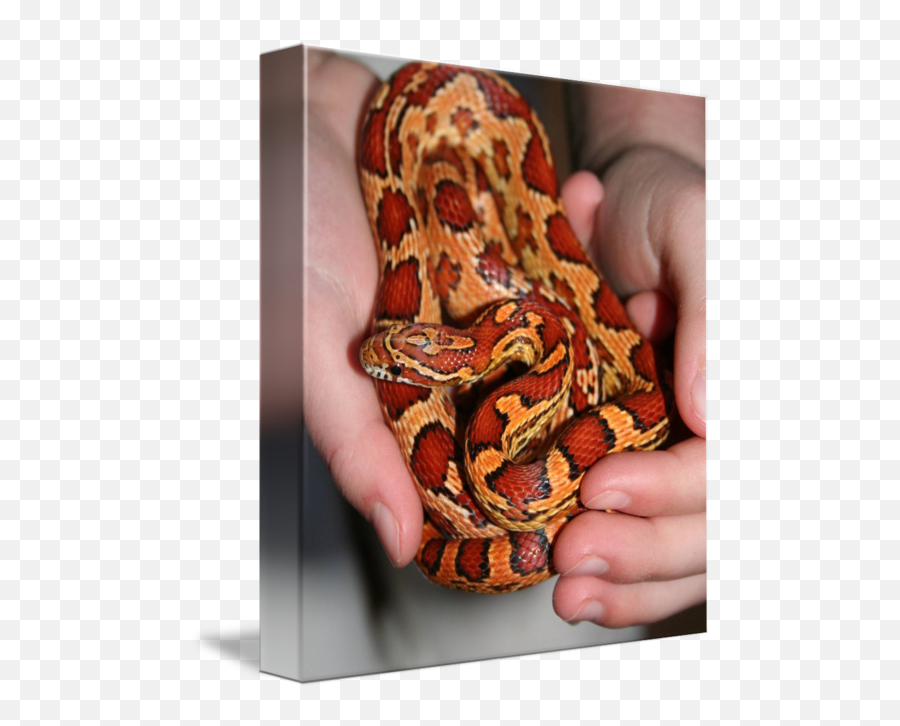 Venom The Venomless Snake By Jennifer Stewart - Python Png,Venom Snake Png