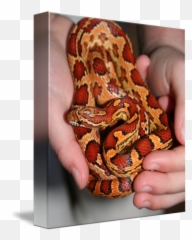 Venom The Venomless Snake By Jennifer Stewart - Python Png,Venom Snake Png