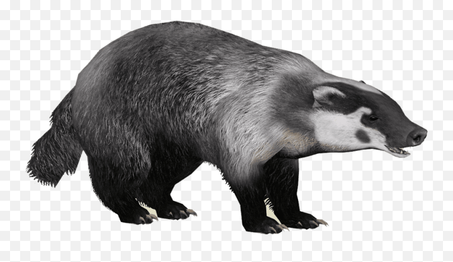 Photo Png Badger