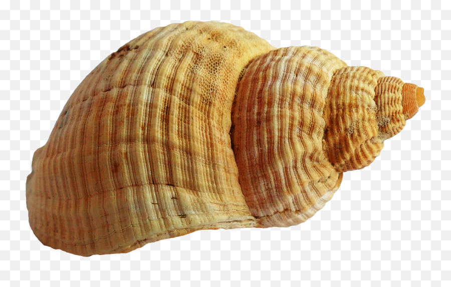 Shell Png Picture - Transparent Background Sea Shells Png,Shell Png