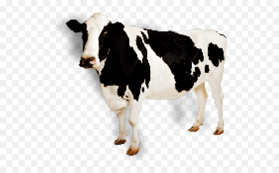 Cow Icon - Cow Transparent Png,Cow Transparent Background