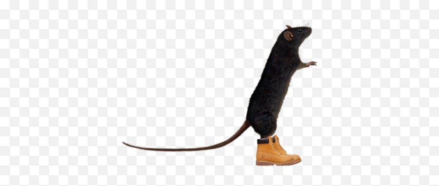 Lol My Edits Funny Lmao Lmfao Nyc Jokes - Rat Png,Transparent Timbs