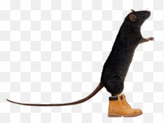 Lol My Edits Funny Lmao Lmfao Nyc Jokes - Rat Png