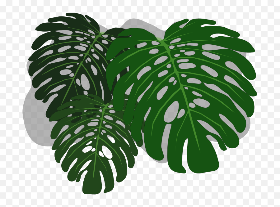 Download Free Png Philodendron - Dlpngcom Philodendron Monstera Leaf Stock,Monstera Leaf Png