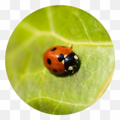 What Pest Is This U2014 Boot - Apest Escarabajo Png,Ants Png