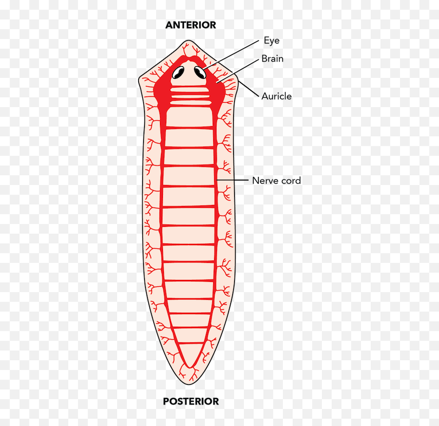 Fig 338 Nervous System Of A Planarian Flatworm - Nervous System Of Platyhelminthes Png,Nervous System Png