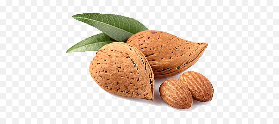 Almond Png Transparent Free Images - Almond Png,Almond Transparent