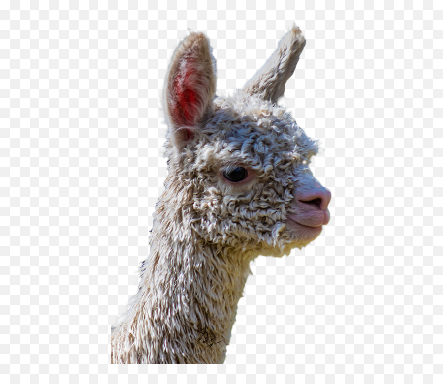 Baby Alpaca Face Spiral Notebook For - Png Baby Alpaca,Alpaca Png