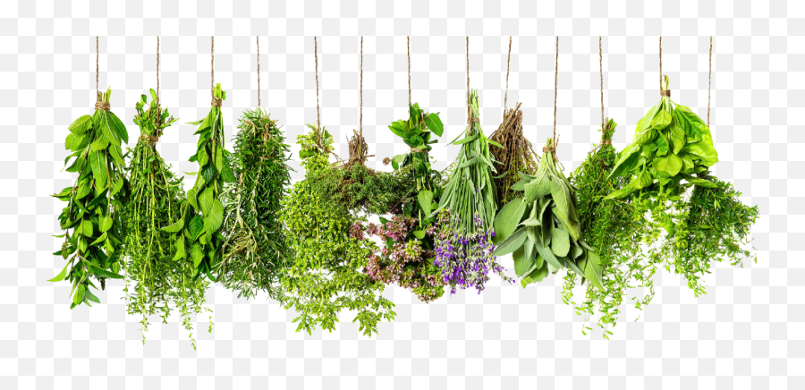 Download Herbs Png Hd - Herbs Png,Herb Png