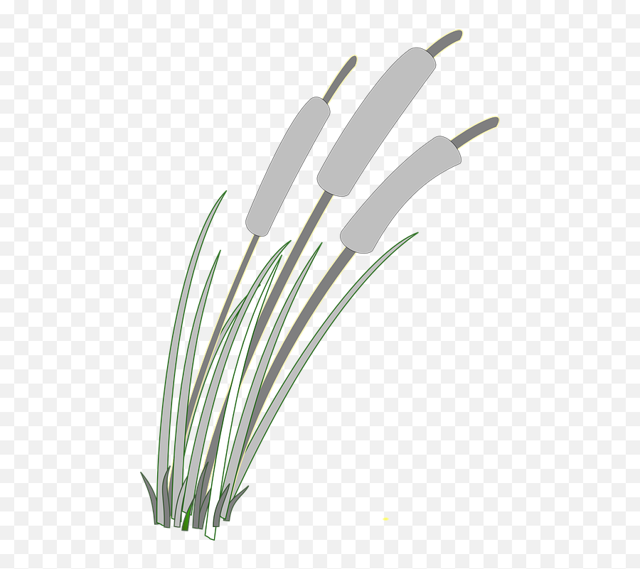 Reed Grass Weed - Clip Art Png,Reed Png