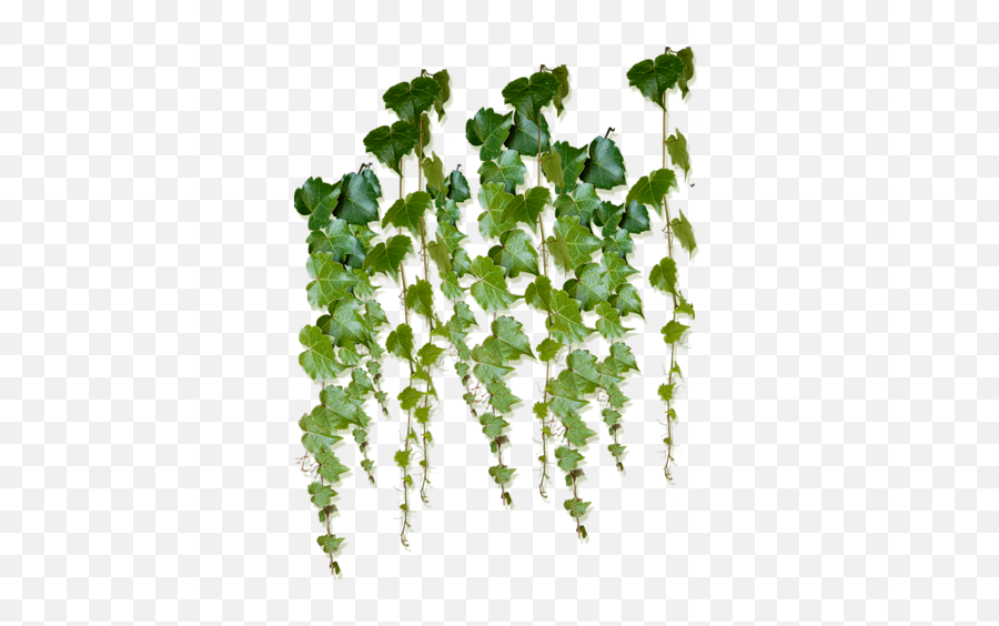 Help Ivy Plants Foliage - Vine Tree Png,Creepers Png