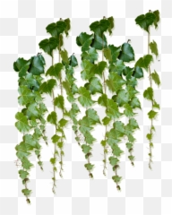 Help Ivy Plants Foliage - Vine Tree Png,Creepers Png