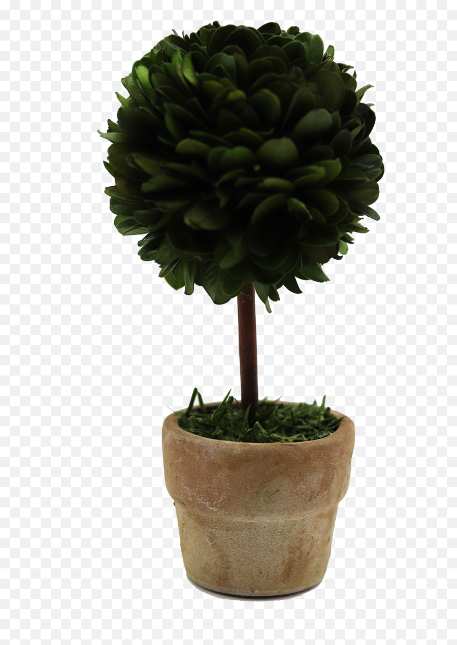 Mini Boxwood Topiary Png