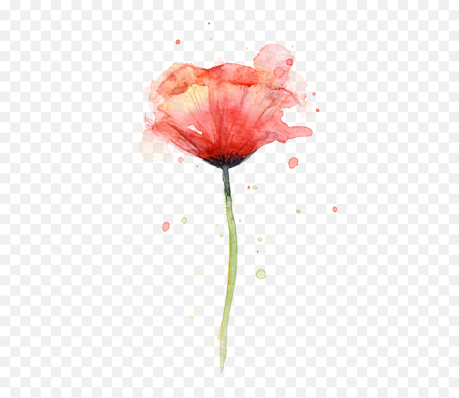 Red Poppy Watercolor Womenu0027s T - Shirt Watercolor Poppy Png,Poppies Png