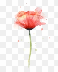 Red Poppy Watercolor Womenu0027s T - Shirt Watercolor Poppy Png,Poppies Png