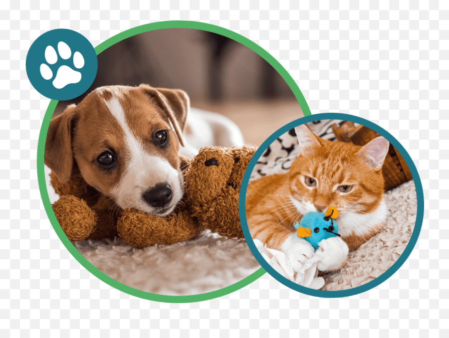 About The Kaaws Clinic Friendly Houston Veterinarians - Dog Supply Png,Cat Toy Icon